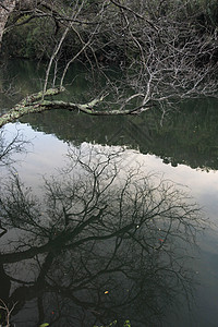 卡拉贾河池塘反射河口海湾树木爬坡对价生态岩石旅行图片
