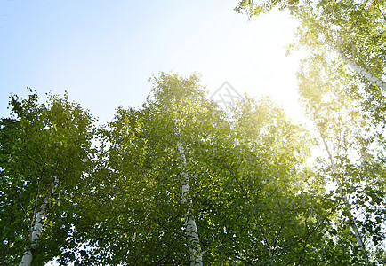 阳光照耀在高高树冠上 在阳光夏日的太阳光下 与蓝天对立绿色植物植物群背光树木边界植物天篷分支机构树干树叶图片