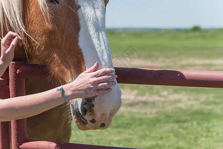 女士亲手摸着在农场特写时的荷兰马草场地压痛女孩治疗草稿手臂友谊皮肤女性头发图片