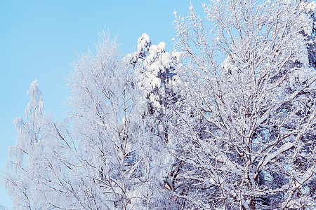 冬季森林中覆盖着雪和冰霜的树木 以对抗蓝天桦木气候松树天气天空云杉童话降雪木头国家图片