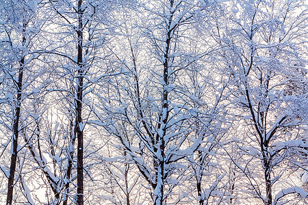 冬季风景     日落之光下沿路的雪覆盖树木雪景季节冻结暴风雪公园国家降雪森林天气小路图片