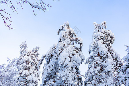 冬季森林中覆盖着雪和冰霜的树木 以对抗蓝天天气温度天空降雪木头季节仙境气候松树冻结图片