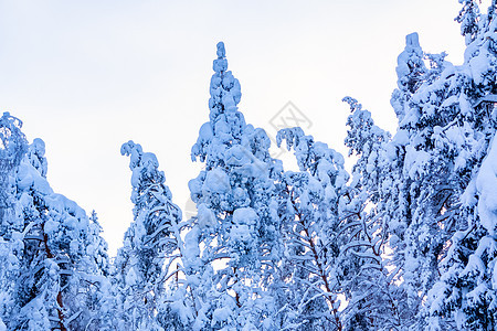 冬季森林中覆盖着雪和冰霜的树木 以对抗蓝天童话云杉天空季节松树气候天气降雪冻结温度图片