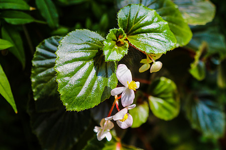 春天或夏天在花园里丢掉茉莉花园艺植物框架叶子橙子树叶团体植物学茉莉星星图片