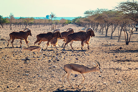 阿拉伯联合酋长国Bani Yas爵士岛一个游乐园中的Ovis Ammon山羊群 阿联酋哺乳动物濒危团体沙漠配种野生动物草原喇叭干图片