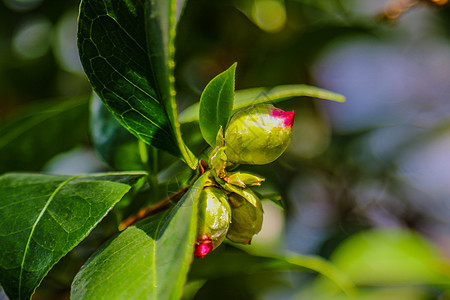 山茶花 在日语中被称为普通山茶花 日本山茶花或 tsubaki 是山茶花属中最著名的物种之一花朵花瓣粳稻玫瑰植物群园艺花园植物学图片