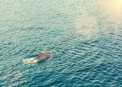 海豚在阿曼湾水中玩弄游戏峡湾支撑沙漠冒险海岸航行海湾天空跳跃旅行图片
