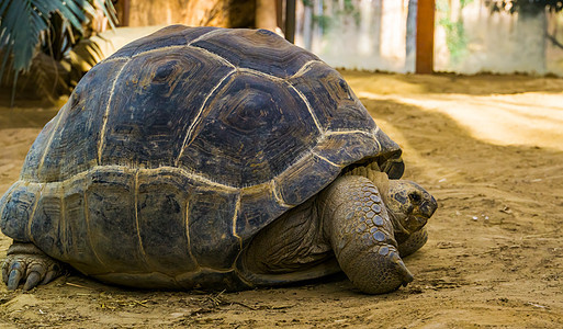 阿尔达布拉巨型乌龟 世界最大海龟物种 热带和来自环斑鱼和疯狗的易受影响的爬行动物图片