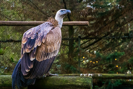 从后面看一只格里芬秃鹰的特写 来自欧洲的常见清道夫鸟图片