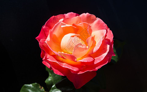 黑色背景的美丽玫瑰花花园花瓣绿色礼物植物玫瑰叶子背景图片