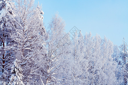 冬季森林中覆盖着雪和冰霜的树木 以对抗蓝天松树云杉冻结仙境童话温度天气季节木头公园图片