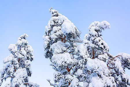 冬季森林中覆盖着雪和冰霜的树木 以对抗蓝天降雪童话松树公园天空天气国家仙境气候云杉图片