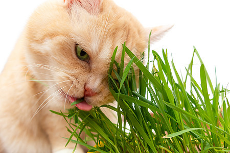 美丽的奶油小猫 吃新鲜绿草 孤立在白底的白色背景图片