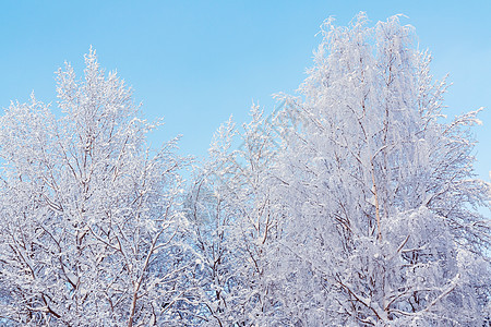 冬季森林中覆盖着雪和冰霜的树木 以对抗蓝天季节薄片天气暴风雪冻结晴天降雪小路国家公园图片