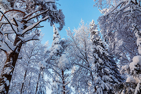 冬季森林中覆盖着雪和冰霜的树木 以对抗蓝天冻结松树天气降雪天空气候季节国家温度童话图片