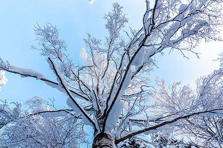 在冬季的森林中 与蓝色天空相对 底视线下方风景之下 有雪覆盖的树枝图片