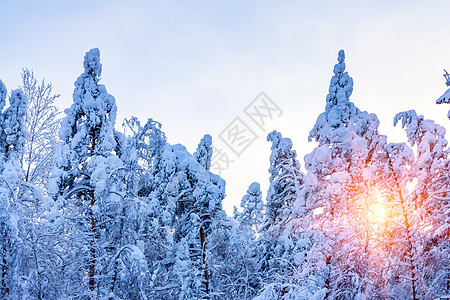 冬季风景     日落之光下沿路的雪覆盖树木国家森林雪景天气暴风雪阳光薄片冻结小路公园图片