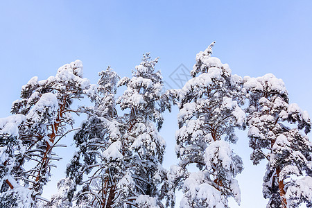 冬季森林中覆盖着雪和冰霜的树木 以对抗蓝天公园童话松树降雪温度气候天气季节云杉冻结图片