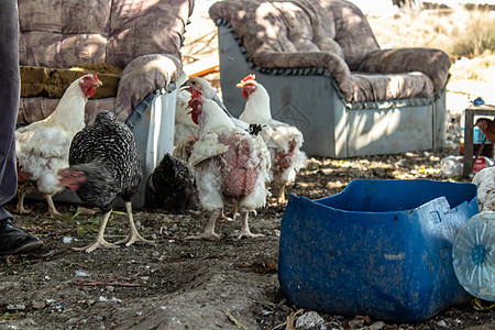 养鸡在老农场外吃饱图片
