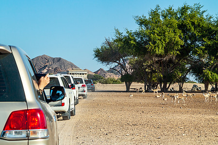 通往阿拉伯联合酋长国阿布扎比Bani Yas岛的Safari Park公路旅行小路蓝色汽车天空沙漠公园羚羊动物野生动物图片