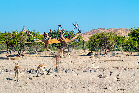阿拉伯联合酋长国Bani Yas岛Safari公园岛的羚羊和鸟类群蓝色国家气候野生动物自然旅行干旱荒野公园沙漠图片