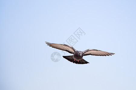 单鸽子空中飞翔动物荒野鸟类羽毛岩石城市自由翅膀照片灰色图片