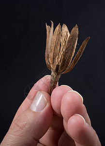 一个单独的干叶在汉木材叶子植被装饰宏观风格植物学花园草本植物群图片