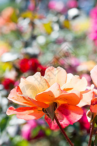 自然的美丽玫瑰花朵绣球花歧义雏菊叶子植物群婚礼生日庆典蝴蝶图片