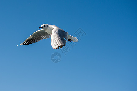 单海鸥在天空中飞翔鸟类飞行自由蓝色野生动物羽毛翅膀荒野照片动物图片