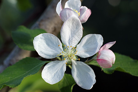 白苹果花花花朵花园文化植物学水果王冠晴天植物群图片