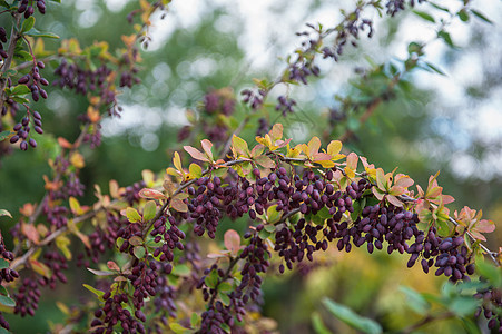 绿色灌木上的里普巴莓浆果植物群食物水果衬套花园紫色草本植物农业公园图片