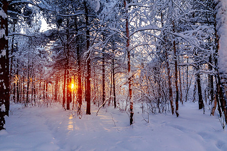 寒冬雪林中美丽的日落 太阳的光线穿透了树丛金子景观木头农村雪景公园天气晴天雪堆阳光图片