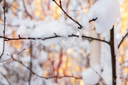 在日光下雪底的一片灌木丛中 冷冻地滴在冰雪树枝上图片