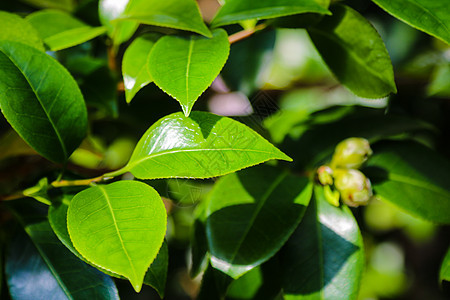 山茶花 在日语中被称为普通山茶花 日本山茶花或 tsubaki 是山茶花属中最著名的物种之一玫瑰植物群植物学叶子花朵园艺衬套植物图片