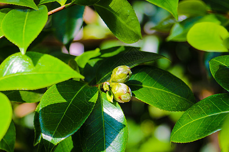 山茶花 在日语中被称为普通山茶花 日本山茶花或 tsubaki 是山茶花属中最著名的物种之一衬套叶子植物群花园粳稻玫瑰花朵园艺花图片