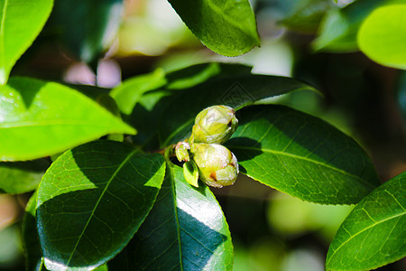 山茶花 在日语中被称为普通山茶花 日本山茶花或 tsubaki 是山茶花属中最著名的物种之一花瓣粳稻植物群园艺衬套玫瑰花园叶子植图片