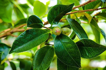 山茶花 在日语中被称为普通山茶花 日本山茶花或 tsubaki 是山茶花属中最著名的物种之一植物学衬套花园植物群粳稻花朵叶子植物图片