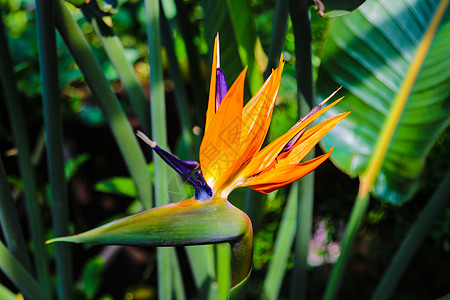花朵多姿多彩 天堂之鸟斯特雷维齐娅·瑞金娜 在植物园中开花图片
