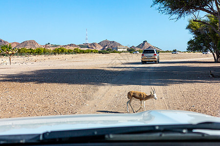 通往阿拉伯联合酋长国阿布扎比Bani Yas岛的Safari Park公路干旱小路旅行蓝色羚羊动物公园国家气候荒野图片