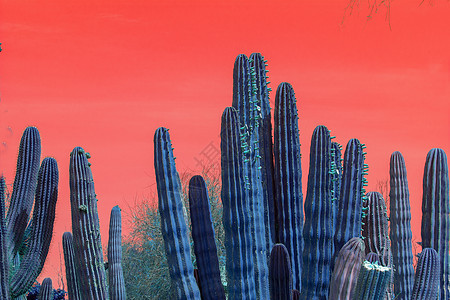 蓝色仙人掌与红天空的超现实抽象蓝仙人掌热带荒野环境植被花园植物群沙漠旅行天空植物图片