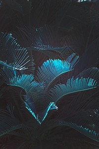 马洛卡地方性风扇棕榈 蓝色蓝光图片
