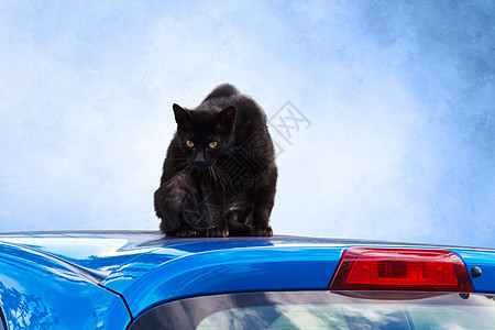 车顶上的黑猫流浪眼睛小憩姿势荒野胡须动物兽医猫咪宠物图片