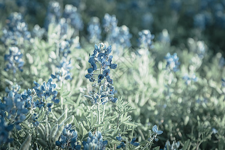 在德克萨斯州达拉斯附近的春时 被过滤的图像盛开蓝邦野花草地晴天花瓣植物衬套蜜蜂天空橙子牧场荒野图片