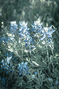 在德克萨斯州达拉斯附近的春时 被过滤的图像盛开蓝邦野花宏观场地蓝色衬套草地荒野花瓣天空晴天橙子图片