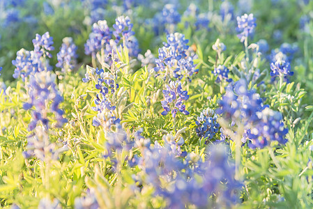 在达拉斯附近的春日落时 布鲁邦特野花场地阳光画笔植物蓝色花瓣蜜蜂荒野牧场天空图片