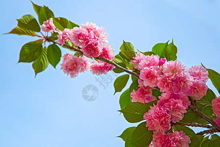 春中美丽的樱花 樱花图片