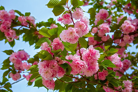 泉水里有美丽的樱花(樱花)图片