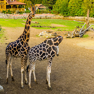 雄性和雌性长颈鹿夫妇站在一起 受欢迎的动物园动物 来自非洲的濒危物种图片