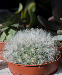 小锅里鲜花小仙人掌园艺生长植物群沙漠桌子花园植物学风格房子房间图片