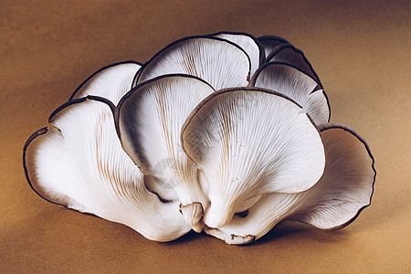 牡蛎蘑菇或软糖蘑菇平菇饮食菌丝体食物侧耳蔬菜美食市场图片